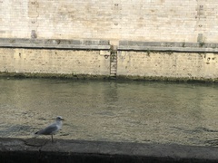 Chroicocephalus ridibundus