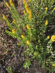 Solidago