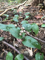 Maianthemum canadense