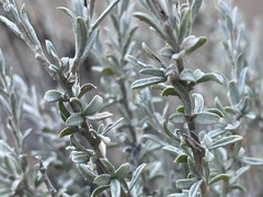 Tetradymia canescens