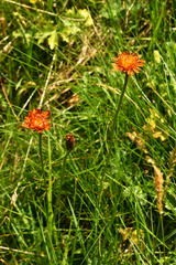 Crepis aurea aurea