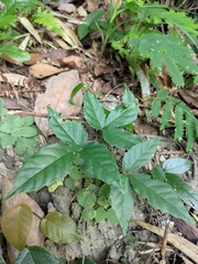 Tetrastigma hemsleyanum