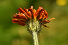 Crepis aurea aurea