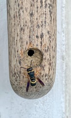 Euodynerus hidalgo