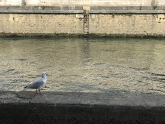 Chroicocephalus ridibundus