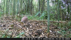 Gorsachius melanolophus