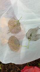 Chrysomela populi