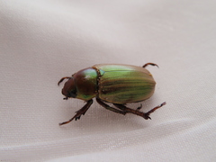 Pelidnota virescens