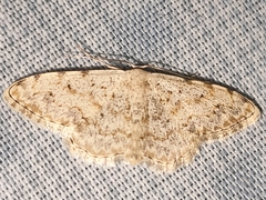 Scopula submutata