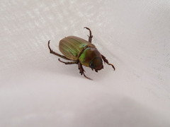 Pelidnota virescens