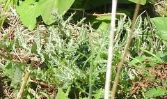 Galactites tomentosus