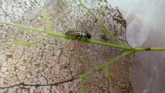 Chrysomela populi