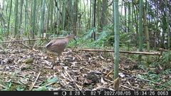 Gorsachius melanolophus