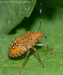 Arvelius albopunctatus
