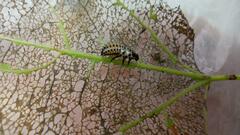 Chrysomela populi