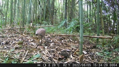 Gorsachius melanolophus