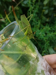 Tettigonia cantans