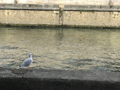 Chroicocephalus ridibundus