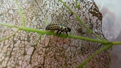 Chrysomela populi