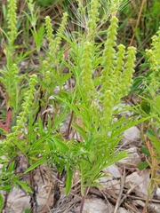 Lepidium densiflorum