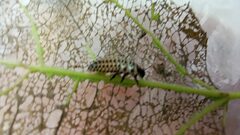 Chrysomela populi