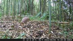 Gorsachius melanolophus