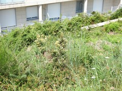 Ulex europaeus