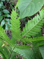 Pteris fauriei