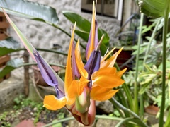 Strelitzia reginae reginae