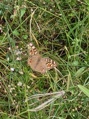 Junonia lemonias