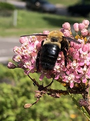 Xylocopa virginica