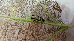 Chrysomela populi