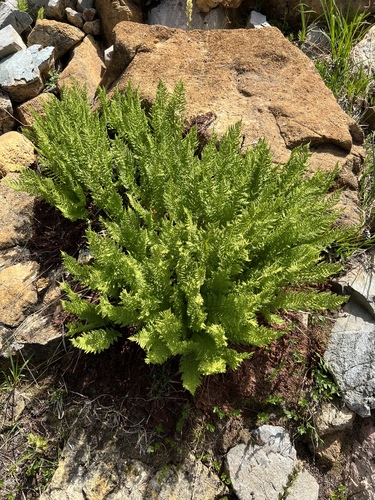 Athyrium americanum