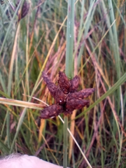 Bolboschoenus maritimus