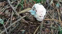 Hydnellum peckii