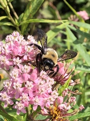 Xylocopa virginica