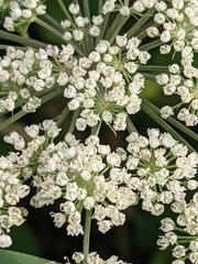 Selineae