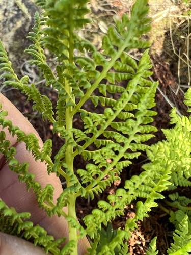 Athyrium americanum, photograph 1