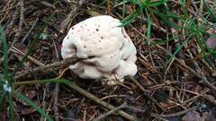 Hydnellum peckii