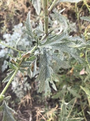 Jacobaea