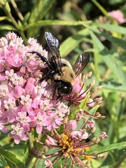 Xylocopa virginica