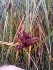 Bolboschoenus maritimus
