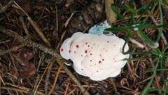 Hydnellum peckii