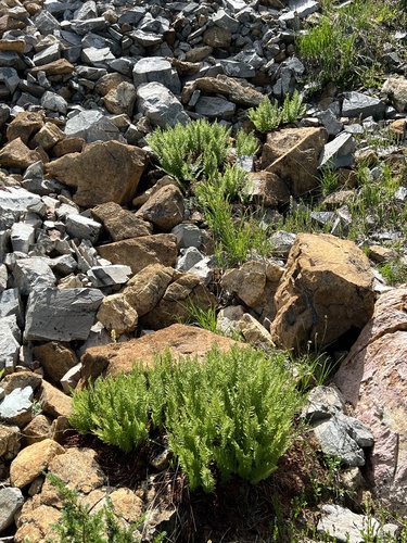 Athyrium americanum, photograph 2