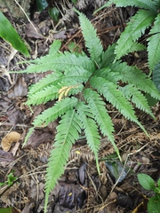 Pteris fauriei