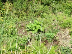 Galactites tomentosus