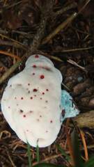 Hydnellum peckii