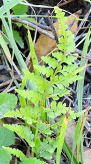 Asplenium adiantum-nigrum