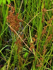 Juncus compressus