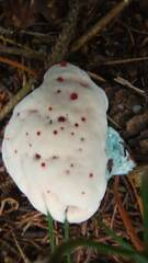 Hydnellum peckii